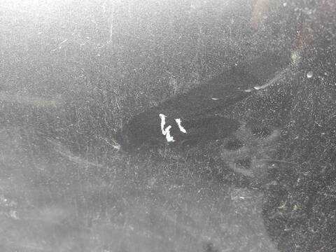 Foto 2ª: Puerta Trasera Izquierda Honda Crv N22B3 RE) (2011)